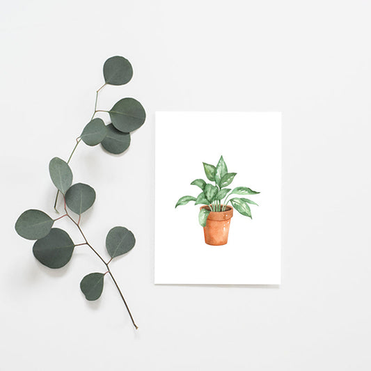 Terracotta Potted Plant